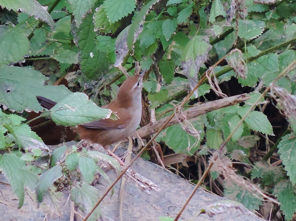 Cannareccione?  No, Usignolo di fiume (Cettia cetti)